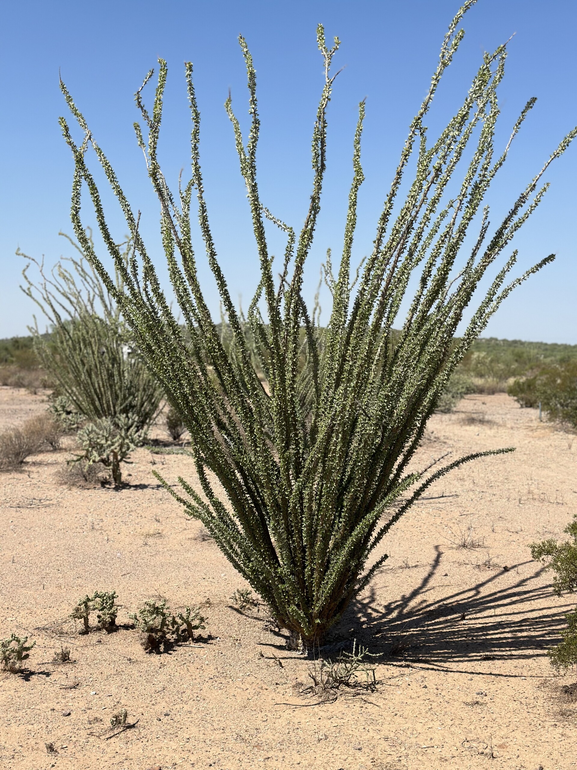Ocotillo